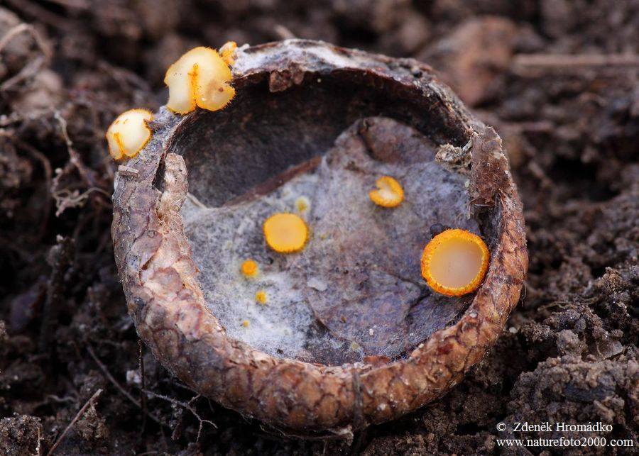 pavučinovka zlatožlutá, Arachnopeziza aurelia (Houby, Fungi)